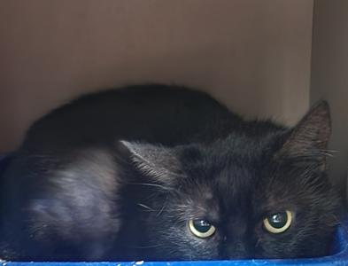 A black cat.