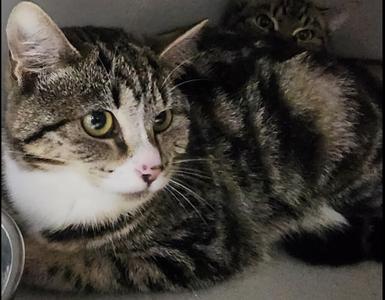 Freckles, young, available for adoption