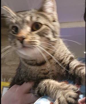 John (Simba), young, available for adoption