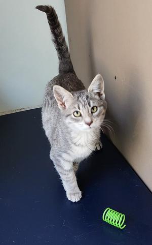 Snow Tiger, young, available for adoption