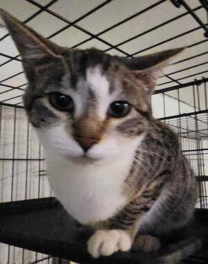 River, young, available for adoption