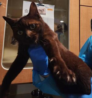Twyla, young, available for adoption