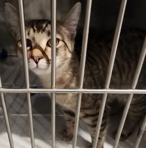 Stanley, young, available for adoption