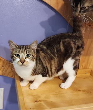 Hattie, young, available for adoption