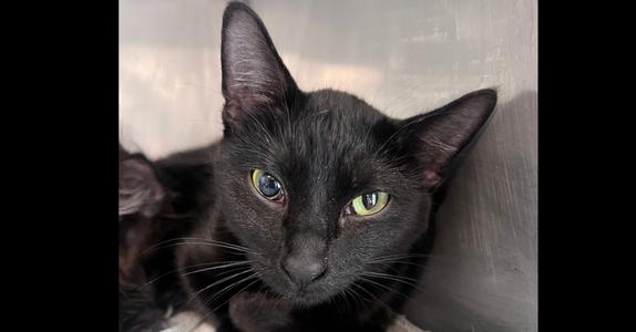 Tipsy, adult, available for adoption