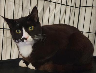 Spike, young, available for adoption