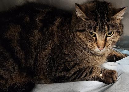 Temperance, adult, available for adoption