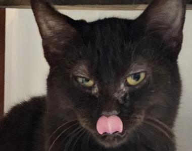 Spunky, young, available for adoption