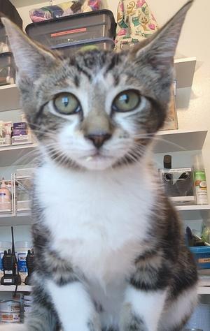 Marshmallow, young, available for adoption