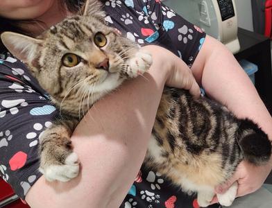 Wonky, young, available for adoption