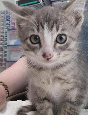 a grey kitten