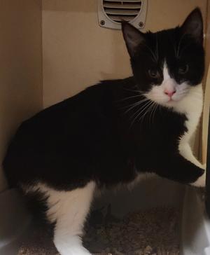 A black and white cat