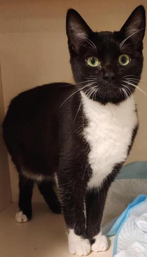 Angel, young, available for adoption