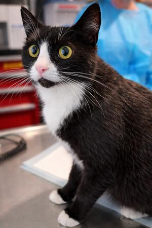 Whoow-EE, senior, available for adoption