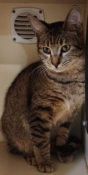 Super Nova, young, available for adoption