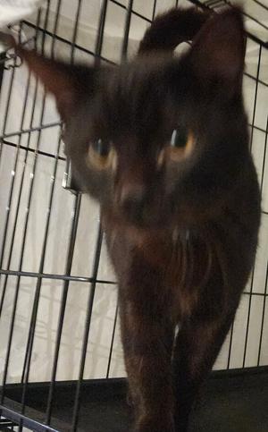 Klondike, young, available for adoption