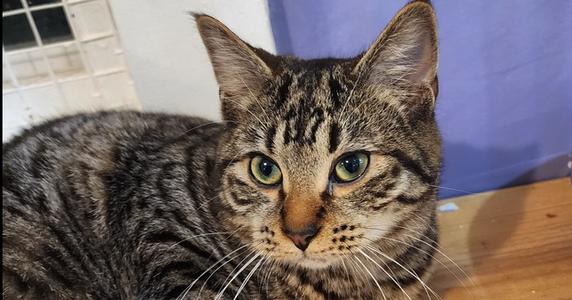 Nile, young, available for adoption