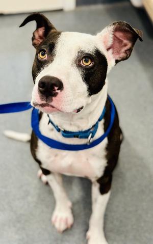 Cassie, Pit Bull Terrier, adult, available for adoption