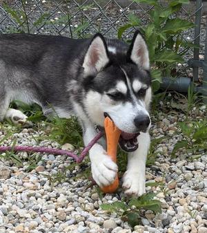 Kaz, Siberian Husky, adult, available for adoption