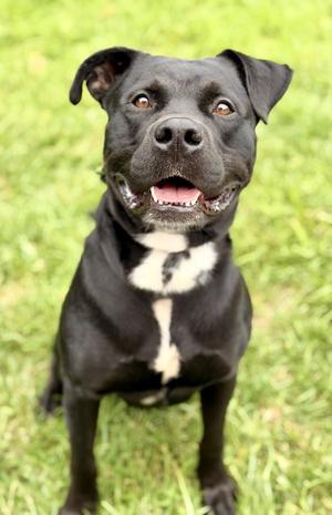 Expo, Pit Bull Terrier, adult, available for adoption