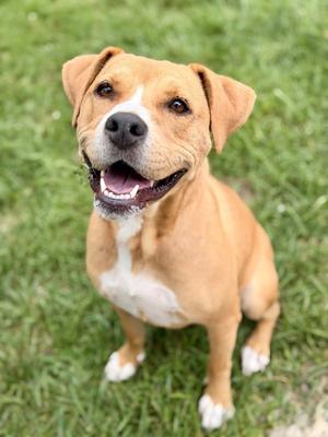 A happy brown and white dog sitting on grass, looking up with its mouth open and tongue out.