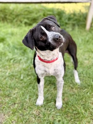 Roscoe, German Shorthaired Pointer, adult, available for adoption