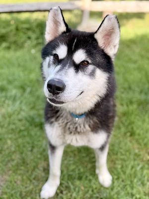 Maverick, Siberian Husky, adult, available for adoption
