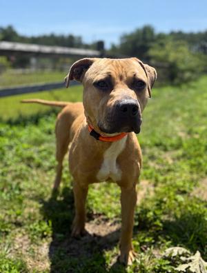 Ronnie, Pit Bull Terrier, young, available for adoption