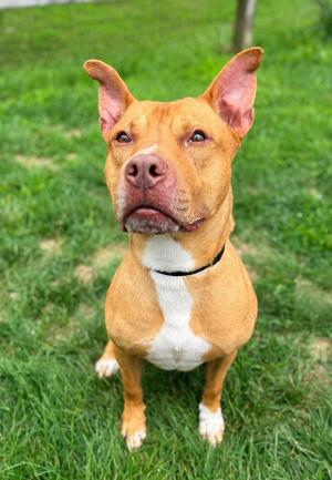 Apollo, Pit Bull Terrier, adult, available for adoption