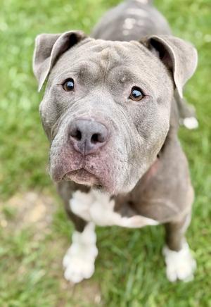 Blue, Pit Bull Terrier, adult, available for adoption