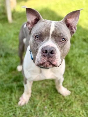 Blue, American Bulldog, adult, available for adoption