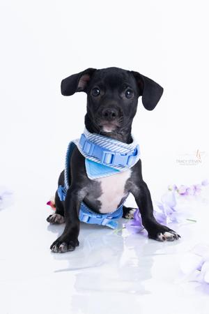 A small black puppy with large ears and white chest, wearing a blue and white striped harness, sits on a white surface with purple flowers around it.