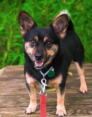Bean, Corgi, adult, available for adoption