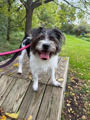 Philly, Terrier, young, available for adoption