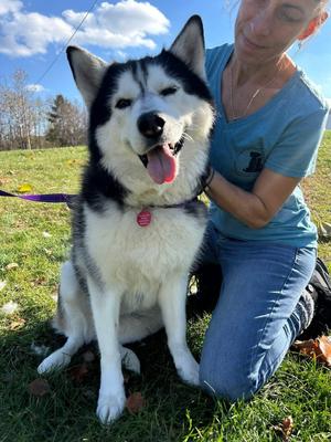 Luna, Husky, adult, available for adoption