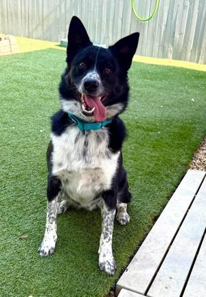 Denver, Cattle Dog / Border Collie, young, available for adoption