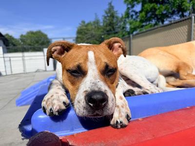 Cooper, Mixed Breed, young, available for adoption