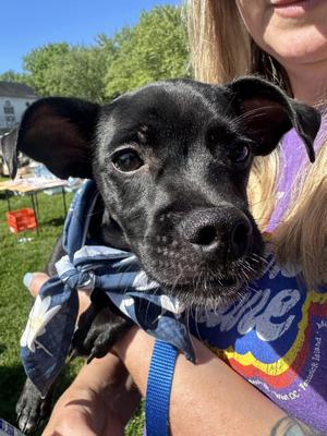Ziggy, Chihuahua, young, available for adoption