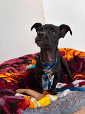 Ziggy, Chihuahua, young, available for adoption