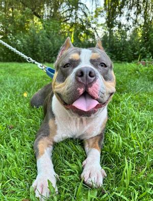 Dulce, American Bully, adult, available for adoption