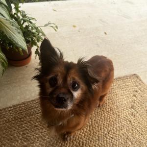 Marco, Pomeranian, senior, available for adoption