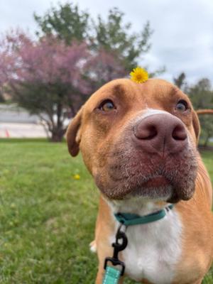 Cider, Pit Bull Terrier, young, available for adoption