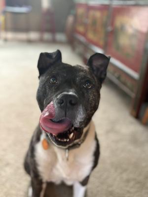 Roxie, Pit Bull Terrier, adult, available for adoption