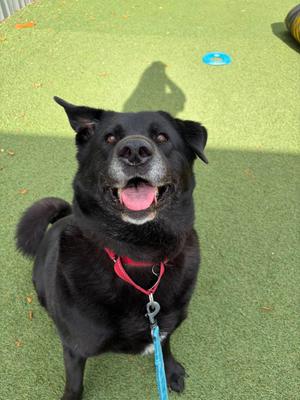Lacey, Labrador Retriever / Akita, adult, available for adoption