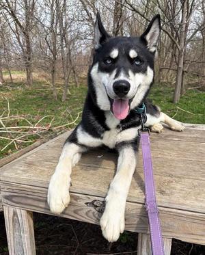 Manzo, Husky / Shepherd, adult, available for adoption