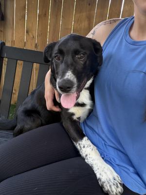 Drake, Border Collie, young, available for adoption