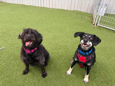 Poppy & Jake, Collie / Labradoodle, adult, available for adoption