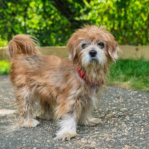 Doom Crusher, Mixed Breed, senior, available for adoption