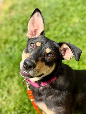 Raleigh, Mixed Breed, young, available for adoption