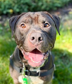 Choco, Mixed Breed, young, available for adoption